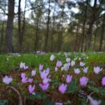 זהר בדשא - גבעת הרקפות